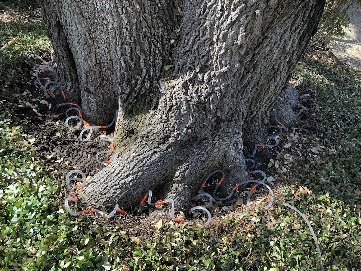Detailed Tree Cabling and Bracing job site in Lewistown
