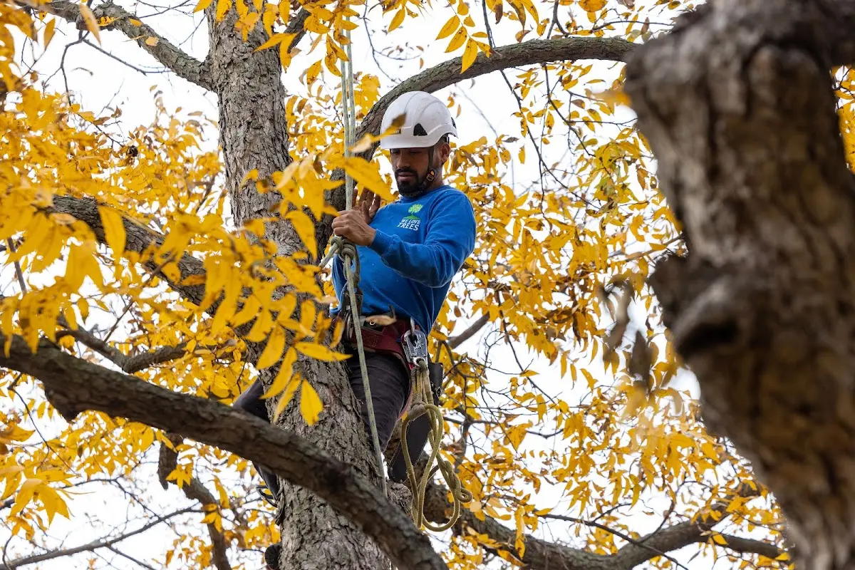 Skilled Tree Pruning crew working in Lewistown